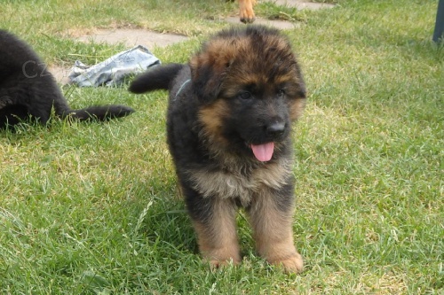 Kr�sn� �t�n� NO s PP (dlouhosrst� pejsek) pro n�ro�n� z�jemce