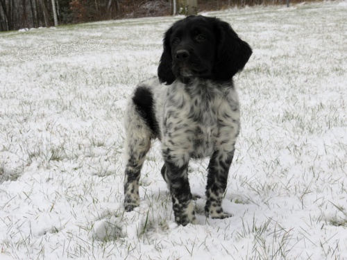 Velk� m�nsterlandsk� oha�