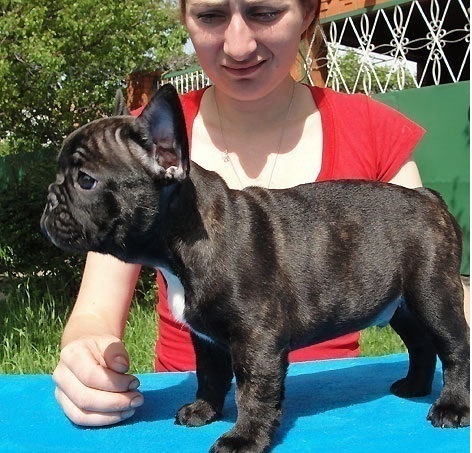 Francouzsk� buldo�ek