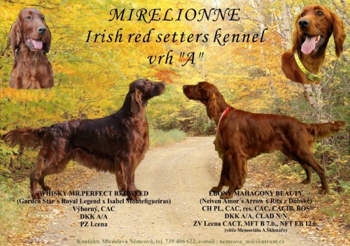 Irsk� setr - �t��ata s PP