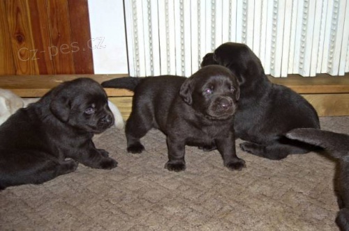 �okol�dov� �t���tka Labradorsk�ho retrievera