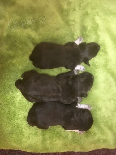 �esk� fousek - �t���tka s PP