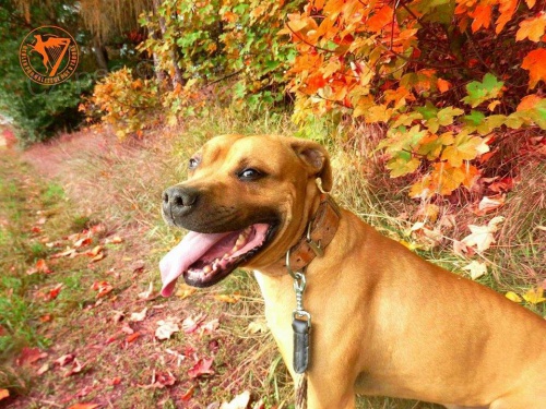 Hugo Boss � pro opravdov�ho mu�e � am. staford��rsk� teri�r