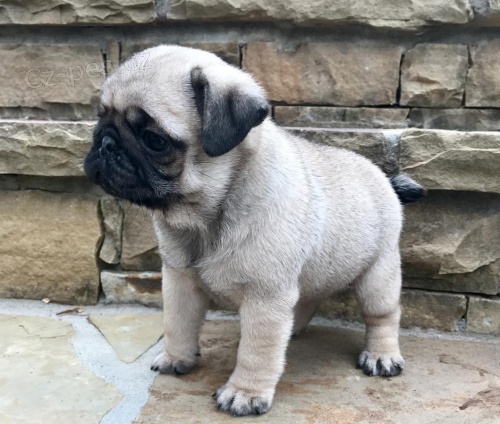 mops �t��ata p�ipravena.