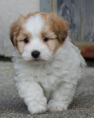 �t��ata Coton de tulear