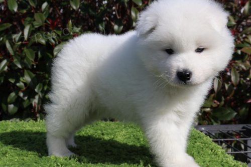 Samoyed �t��ata pro adopci