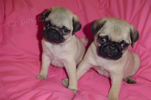 Mops �t��ata s PP.