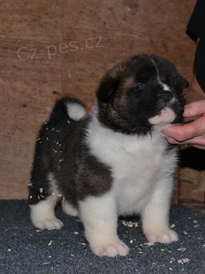 Akita �t��ata s PP.