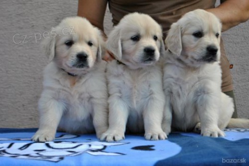 Zlaty retr�vr� �t��ata s PP.