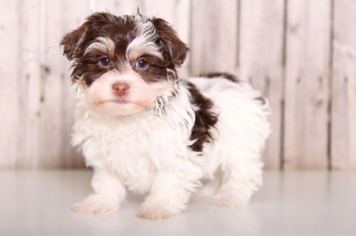 Havansk� �t��ata