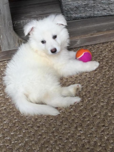 �t��ata b�l�ho n�meck�ho ov��ka