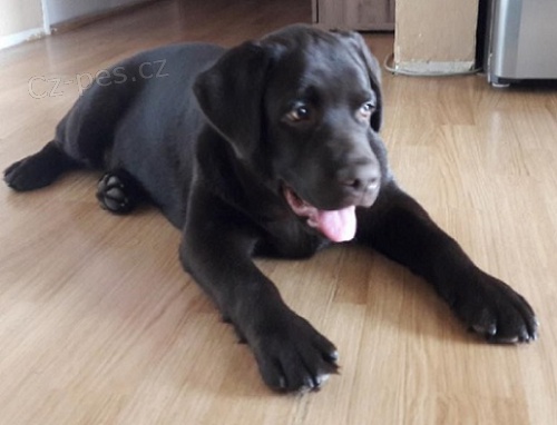 Labradorsk� retr�vr-hn�d� a �ern� �t�n�tko s PP
