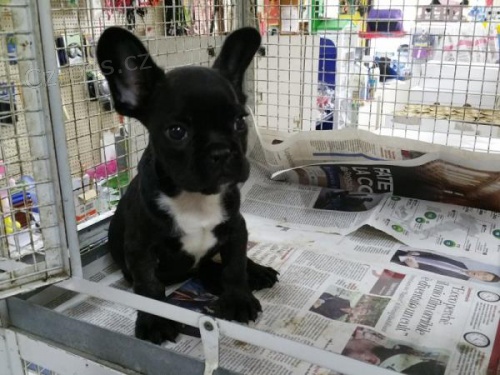 Rozko�n� francouzsk� buldo�ek �t���tka