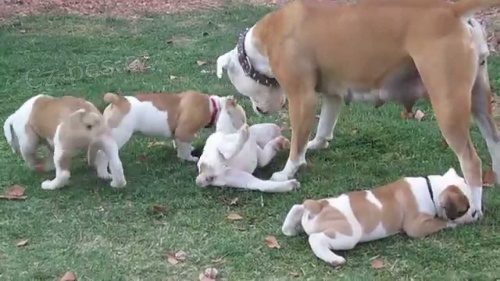 Sladk� americk� �t���tko buldok� je p�ipraveno do dobr�ch domov�