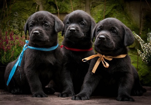 Labradorsk� retr�vr- �t�n�tka s PP