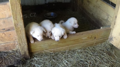 b�l� N�meck� ov��k �t��ata  