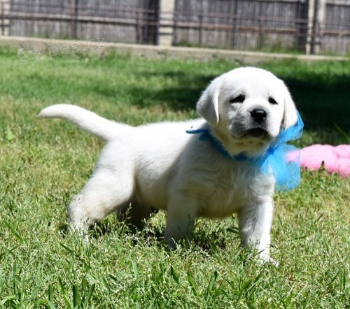 Kr�sn� Labrado �t��ata