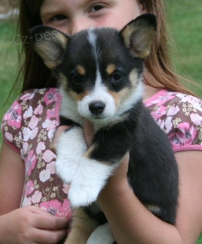 �t��ata Pembroke Welsh Corgi