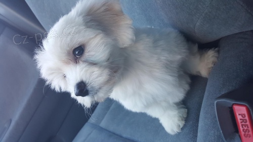 �istokrevn� Maltsk� �t��ata.