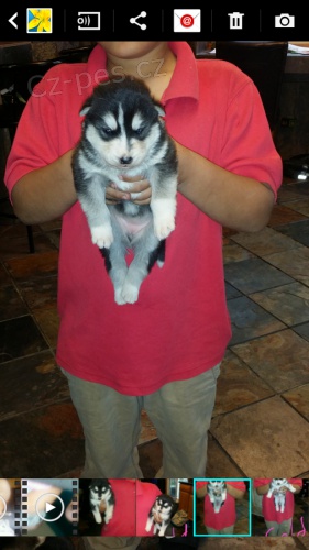 �t��ata Alaskan Malamut.