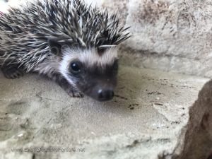 D�tsk� je�ci-Kam dod�v�me