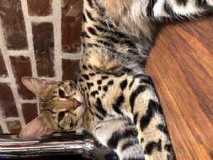 Savany F1 kv�li ka�d�m dnem