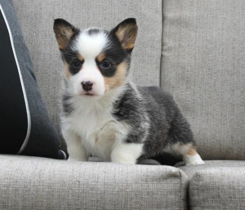 �t��ata Welsh Corgi (Pembroke) pot�ebuj� nov� domovy