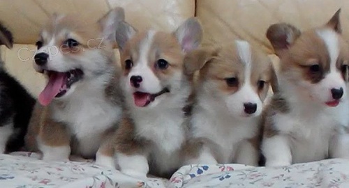 �t���tka velk�ho �al�tu Corgi Pembroke p�ipravena na nov� domovy