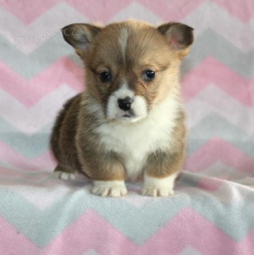 Welsh Corgi (Pembroke) �t���tka jsou p�ipraveni j�t