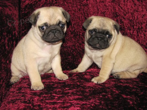 Mops �t��ata s PP.