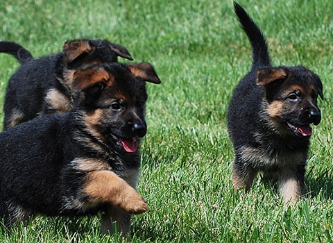 N�meck�ho Ov��ka �t��ata s PP.