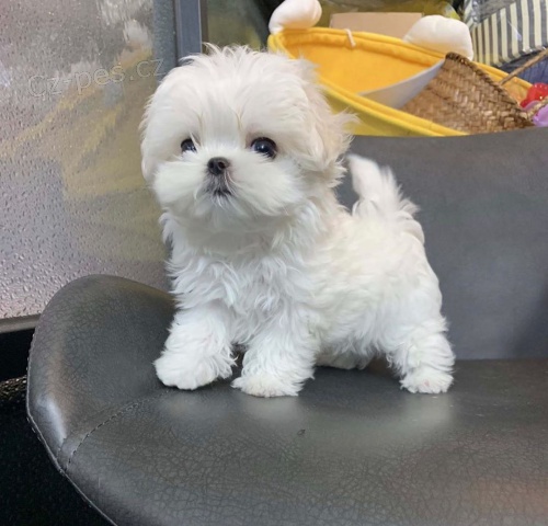 Malt�zsk� ps�k na prodej bez PP