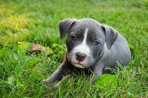 Americk� pitbulteri�r na prodej bez PP