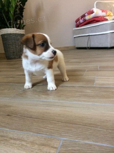 JACK RUSSELL �T��ATA