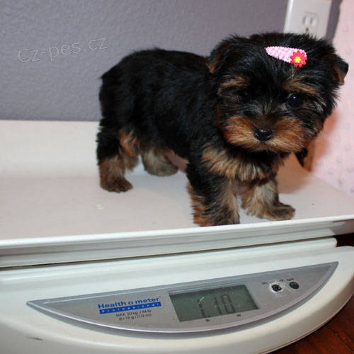 Kr�sn� Yorkshire teri�r �t��ata.