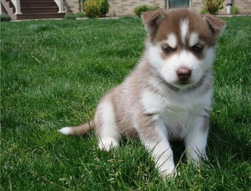 Sibi�sk� husky �t��ata k dispozici s PP