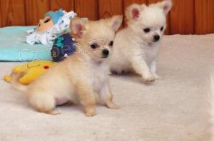 �ivava �t���tka k dispozici nyn� s PP