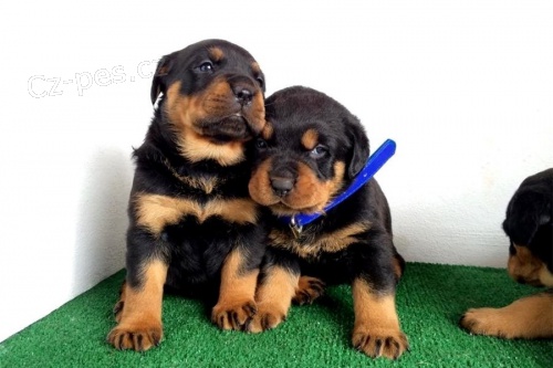 Rottweiler �t��ata jsou k dispozici s PP.