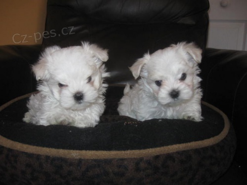 Malt�zsk� �t��ata k dispozici s PP.