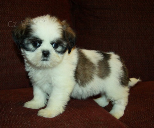 Shih tzu �t��ata jsou p�ipravena k v�noc�m s PP .