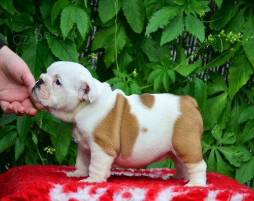 Anglick� buldog �te�at�.