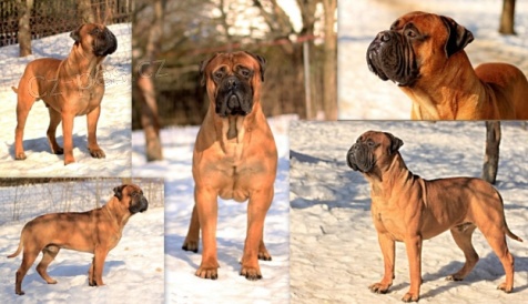 Bullmastif kryc� pes