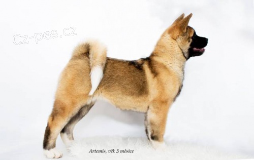 Americk� akita s PP �t�n� - fenka