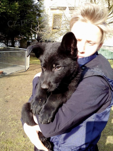 N�meck� ov��k - �t��ata