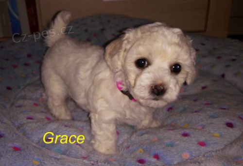 Bi�onek nab�dka �t���tek