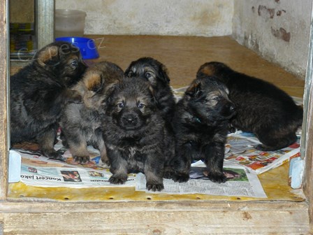 N�meck� ov��k, �t��ata s PP