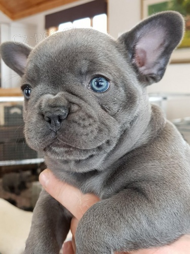 Francouzsk� buldo�ek