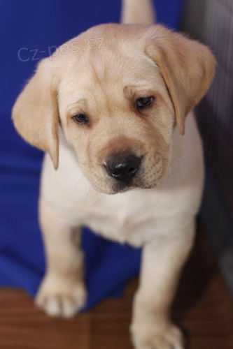 �t��ata Labradorsk� retriever