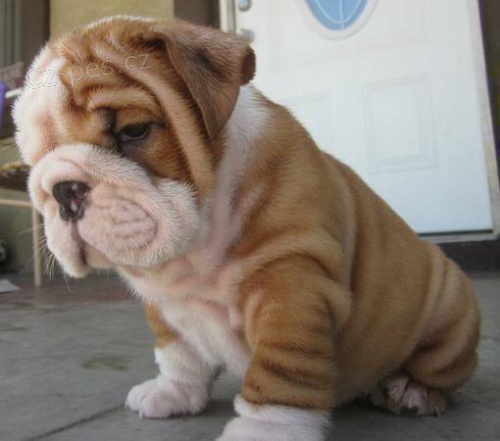 N�dhern� anglick� buldok �t���tka k dispozici