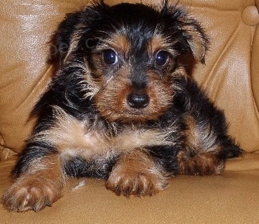 Nejlep�� kvalitn� Jork��rsk� teri�r �t��ata